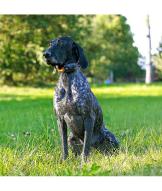 Localizador DOG GPS X30-TB