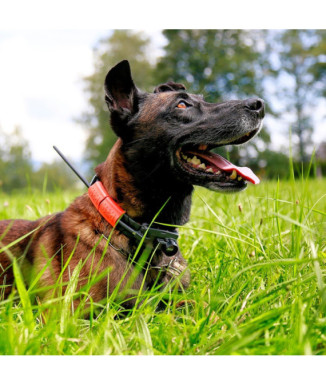 Localizador Dogtrace GPS X25-TB